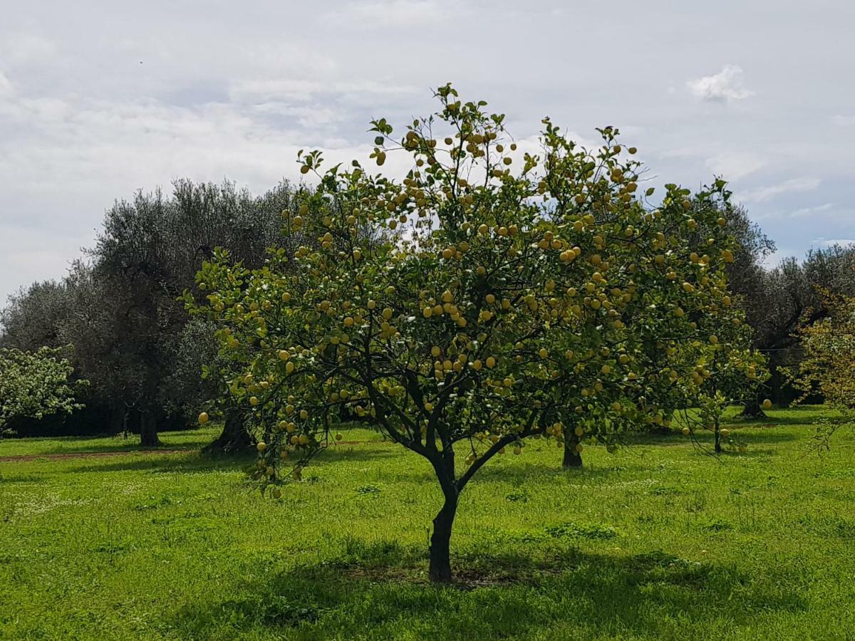 Masseria Pisciani Torchiarolo Buitenkant foto